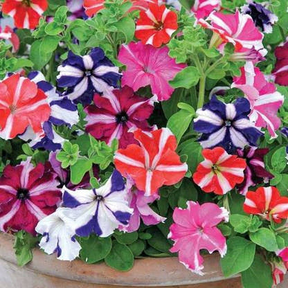 Multi-Colour Starry Petunia Flower seeds for Planting - Pollinator Friendly, Heirloom & GMO Free Seeds for Home Garden
