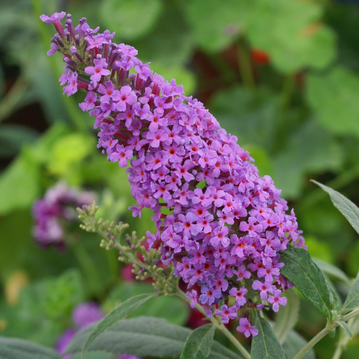 Dark Blue Buddleia Flower Seeds for Planting