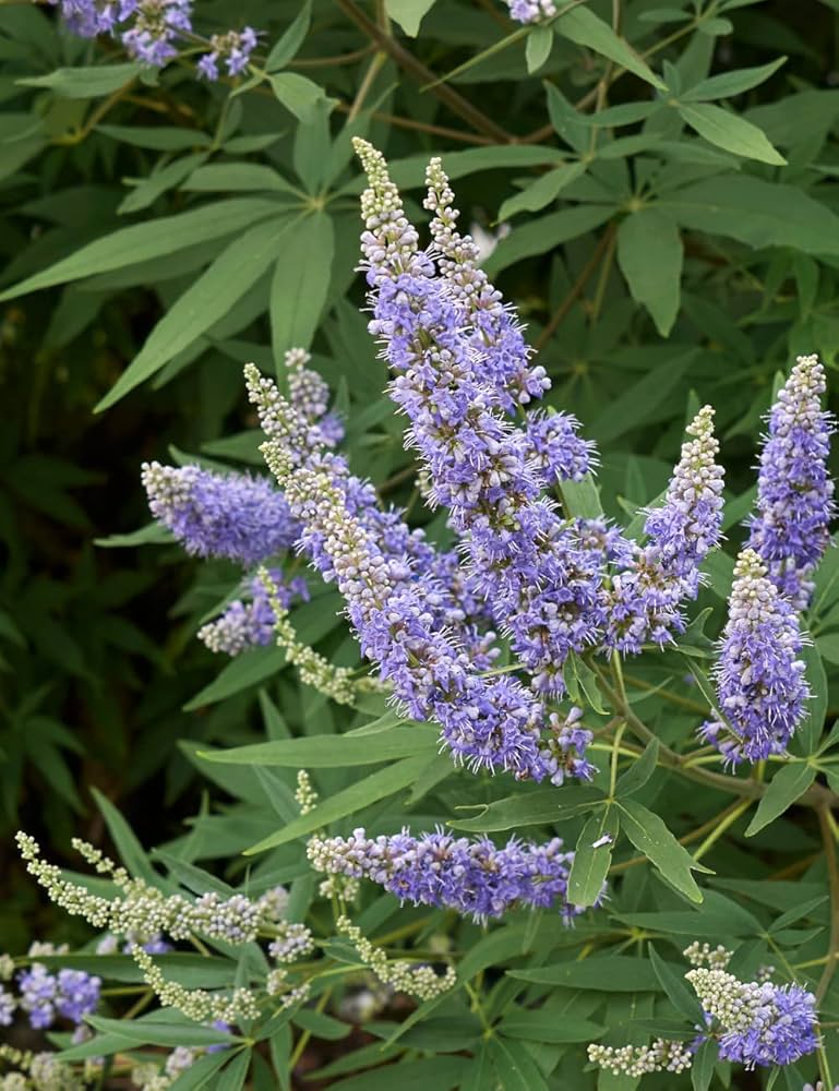 Purple Vitex Agnus Flower seeds for Planting Drought Tolerant, Heirloom & GMO Free Seeds for Home Garden seeds for planting