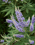 Purple Vitex Agnus Flower seeds for Planting Drought Tolerant, Heirloom & GMO Free Seeds for Home Garden seeds for planting
