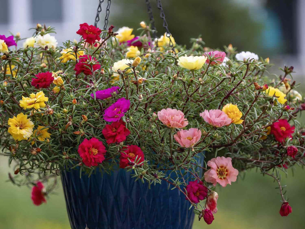 High quality Mixed Portulaca Flower seeds for Planting Colorful Display, Heirloom & GMO Free Seeds for Home Garden seeds pack