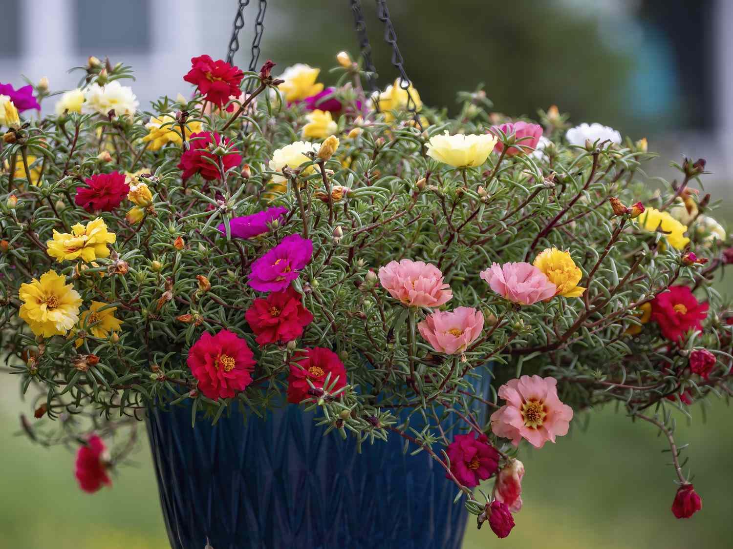 High quality Mixed Portulaca Flower seeds for Planting Colorful Display, Heirloom & GMO Free Seeds for Home Garden seeds pack