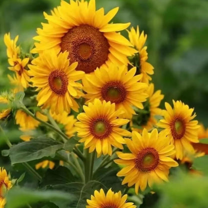 Yellow Sunflower Flower seeds for Planting - Low Maintenance, Heirloom & GMO Free Seeds for Home Garden