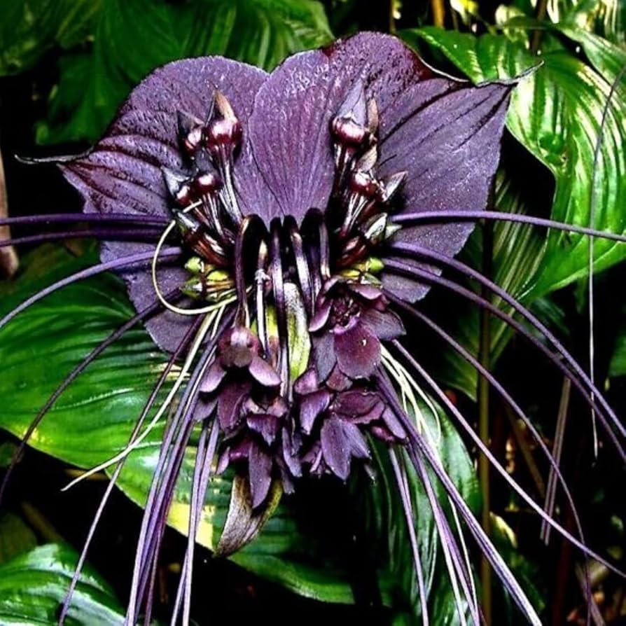 Tiger Orchid Flower seeds for Planting Seasonal Bloomer, Heirloom & GMO Free Seeds for Home Garden vegetable and garden seeds