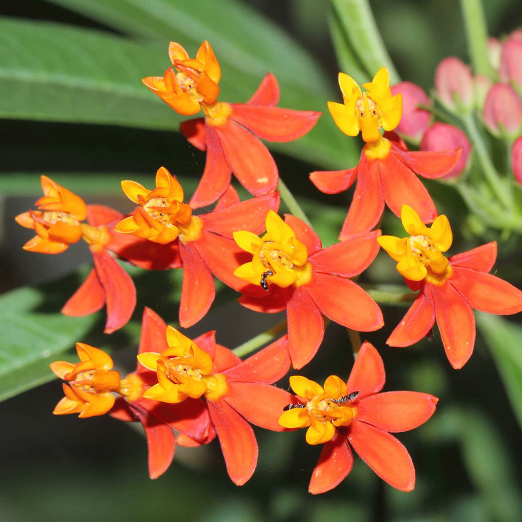 Asclepias Curassavica Flower seeds for Planting Colorful Display, Heirloom & GMO Free Seeds for Home Garden seeds for planting