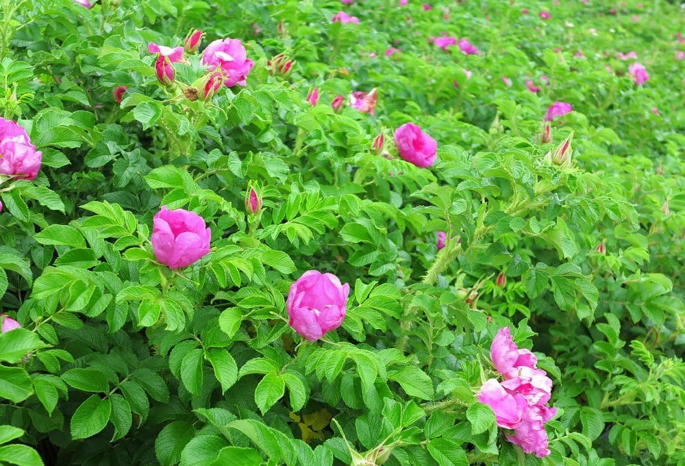 Kartoffelrose Flower seeds for Planting Colorful Display, Heirloom & GMO Free Seeds for Home Garden seeds for planting