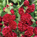 Maroon Hollyhock Flower seeds for Planting Hardy Variety, Heirloom & GMO Free Seeds for Home Garden seeds for planting
