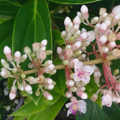 Heirloom Malaysian Orchid Flower seeds for Planting Compact Growth Heirloom & GMO Free Seeds for Home Garden