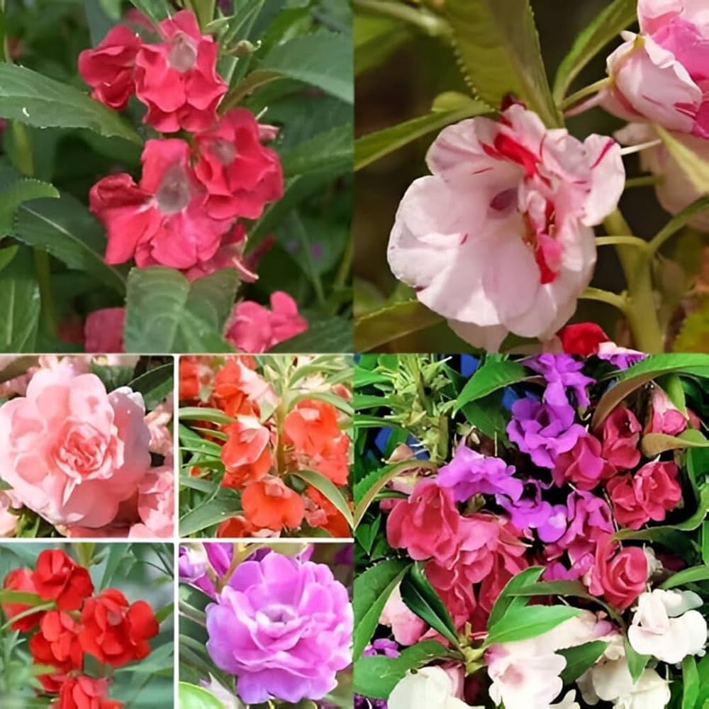 Camellia Impatiens Flower seeds for Planting Garden Favorite Heirloom & GMO Free Seeds for Home Garden