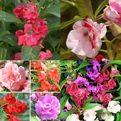 Camellia Impatiens Flower seeds for Planting Garden Favorite Heirloom & GMO Free Seeds for Home Garden