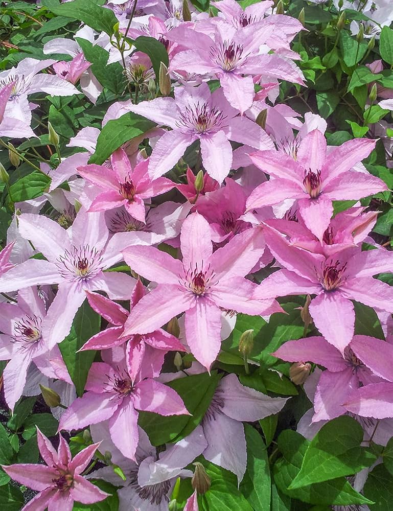 Light Pink Clematis Flower seeds for Planting Easy to Grow, Heirloom & GMO Free Seeds for Home Garden vegetable and garden seeds