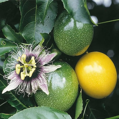 Yellow Passion Fruit (Passiflora edulis flavicarpa) Vine Seeds – Golden Passionfruit with Vibrant Flowers