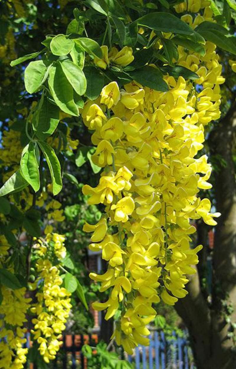 Yellow Anagyroides Flower seeds for Planting Seasonal Bloomer, Heirloom & GMO Free Seeds for Home Garden seeds for planting