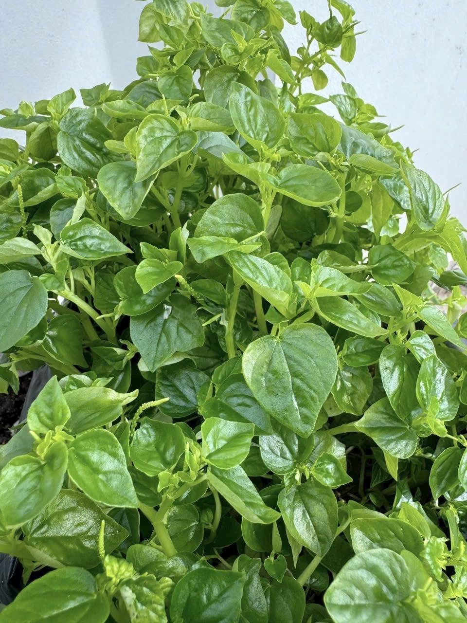 Peperomia Pellucida Rau Cang Cua Flower seeds for Planting - Fragrant Blossoms, Heirloom & GMO Free Seeds for Home Garden