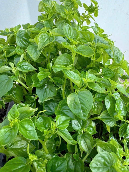 Peperomia Pellucida Rau Cang Cua Flower seeds for Planting - Fragrant Blossoms, Heirloom & GMO Free Seeds for Home Garden