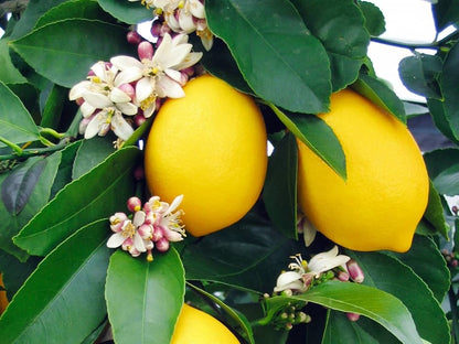 Fresh Harvest Lemon Seeds for Planting - Evergrowseeds