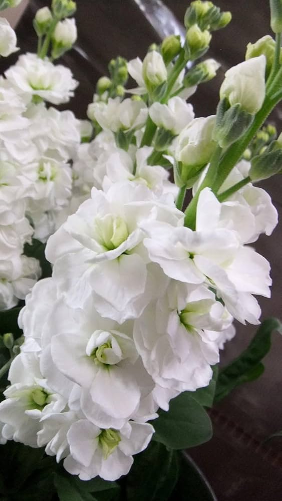 White Evening Stock Flower seeds for Planting Fragrant Blossoms, Heirloom & GMO Free Seeds for Home Garden vegetable and garden seeds