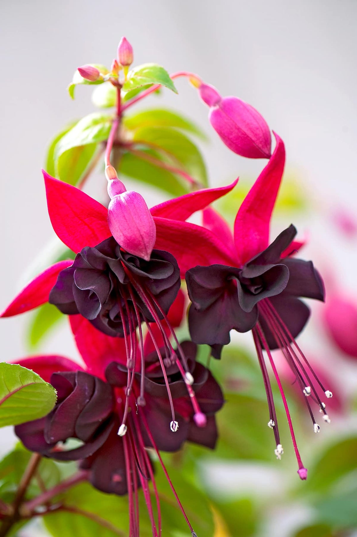 Double Petals Fuchsia Flower seeds for Planting - Cut Flower Favorite, Heirloom & GMO Free Seeds for Home Garden