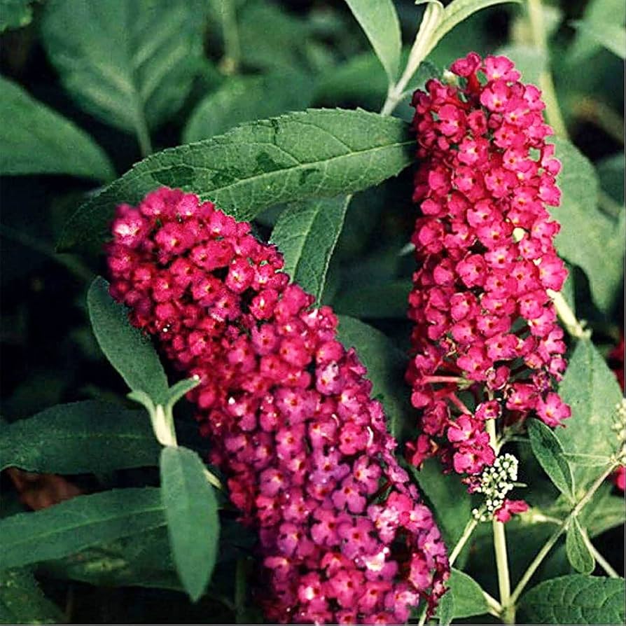 Premium Dark Pink Buddleia Butterfly Bush Flower seeds for Planting Long Bloom Season, Heirloom & GMO Free Seeds for Home Garden Sale seeds