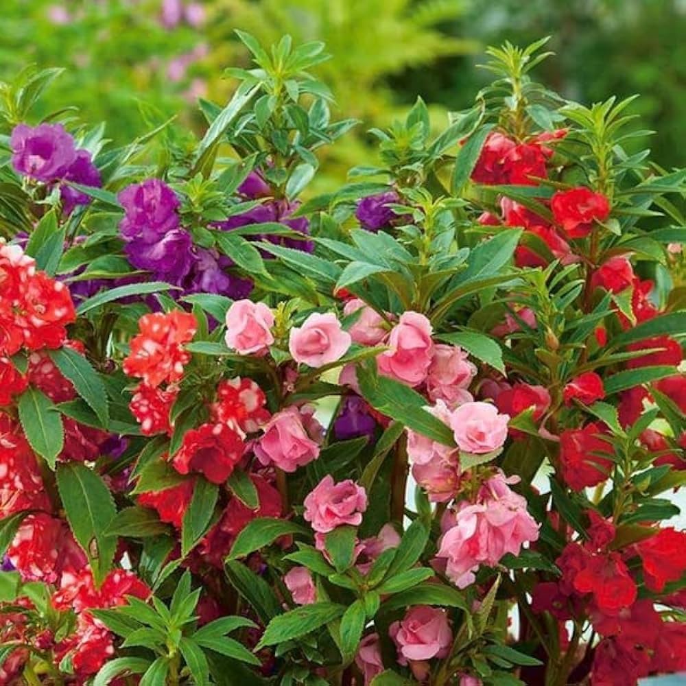 Double Camellia Mixed Flower seeds for Planting Wildflower Mix, Heirloom & GMO Free Seeds for Home Garden vegetable and garden seeds
