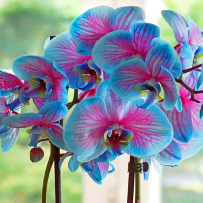 Sky Blue Phalaenopsis Orchid Flower Seeds For Vibrant Indoor Blooms
