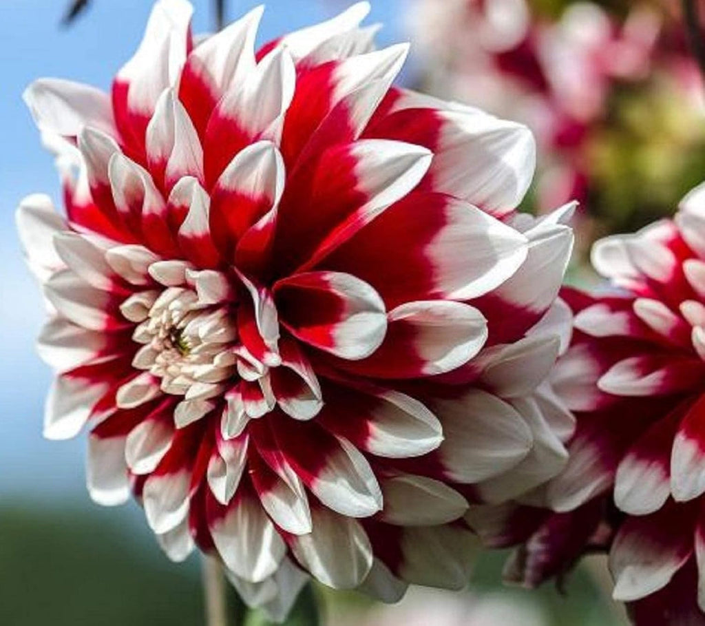 White and Red Chrysanthemum Flower seeds for Planting Fragrant Blossoms, Heirloom & GMO Free Seeds for Home Garden seeds for planting