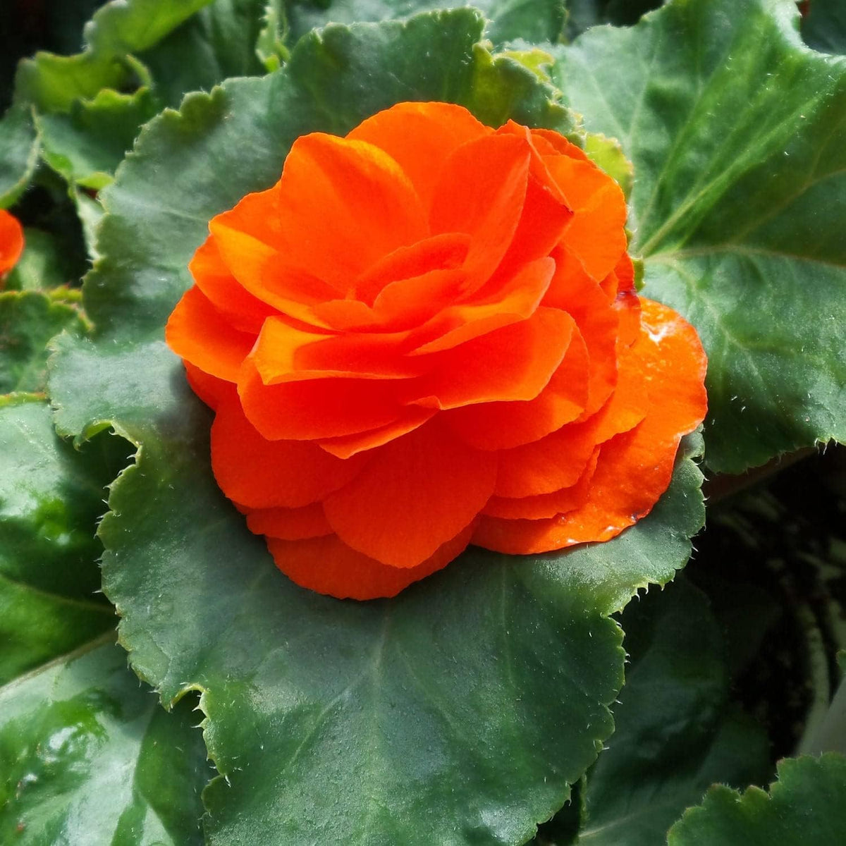 Orange Begonia Flower seeds for Planting Hardy Variety, Heirloom & GMO Free Seeds for Home Garden seeds for planting