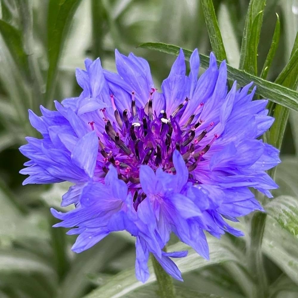 Premium Blue Centaurea Montana Flower seeds for Planting Fragrant Blossoms, Heirloom & GMO Free Seeds for Home Garden seeds