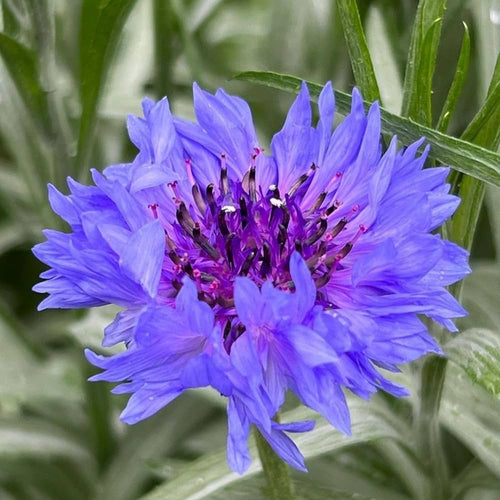 Premium Blue Centaurea Montana Flower seeds for Planting Fragrant Blossoms, Heirloom & GMO Free Seeds for Home Garden seeds