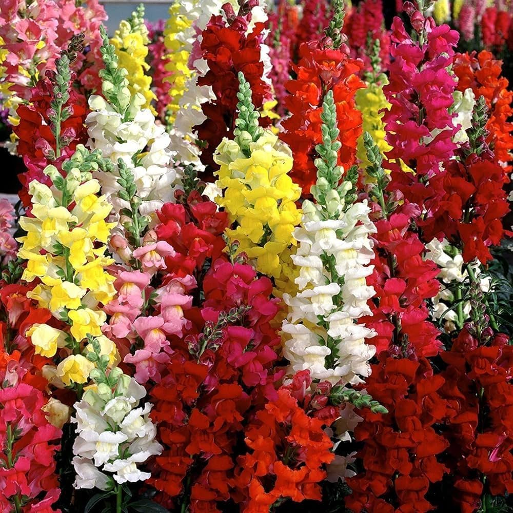 Premium Mixed Snapdragon Flower seeds for Planting Seasonal Bloomer, Heirloom & GMO Free Seeds for Home Garden seeds