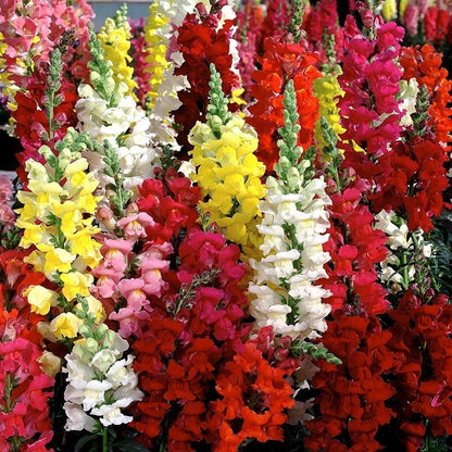 Premium Mixed Snapdragon Flower seeds for Planting Seasonal Bloomer, Heirloom & GMO Free Seeds for Home Garden seeds