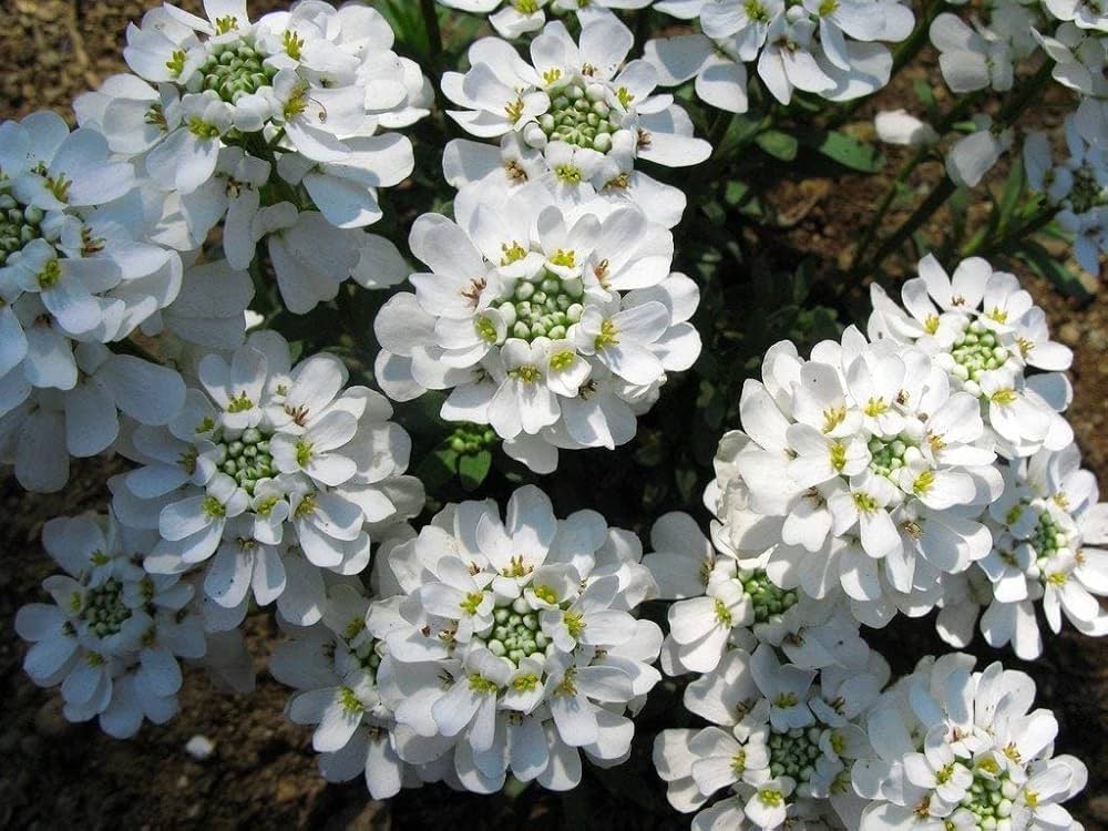 White Candytuf Flower seeds for Planting Premium Quality, Heirloom & GMO Free Seeds for Home Garden seeds for planting