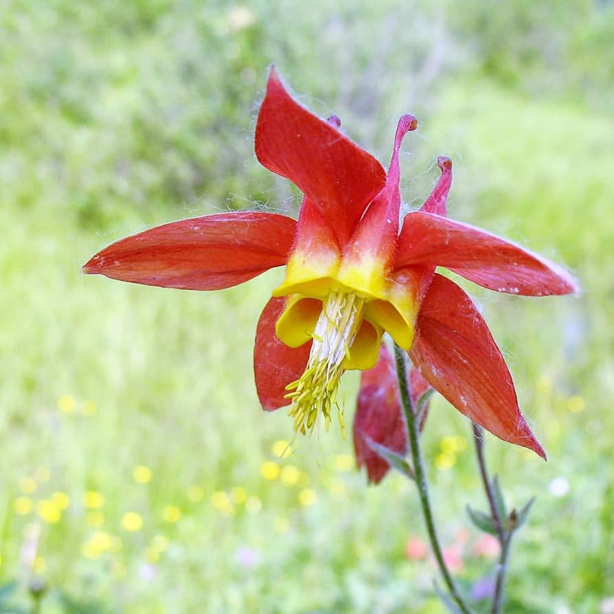Red Aquilegia Canadensis Flower seeds for Planting Perfect for Borders, Heirloom & GMO Free Seeds for Home Garden seeds for planting