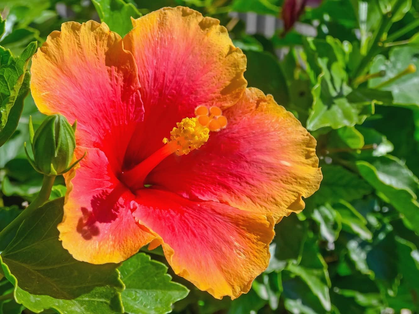 Black Yellow Hibiscus Flower seeds for Planting Easy to Grow Heirloom & GMO Free Seeds for Home Garden