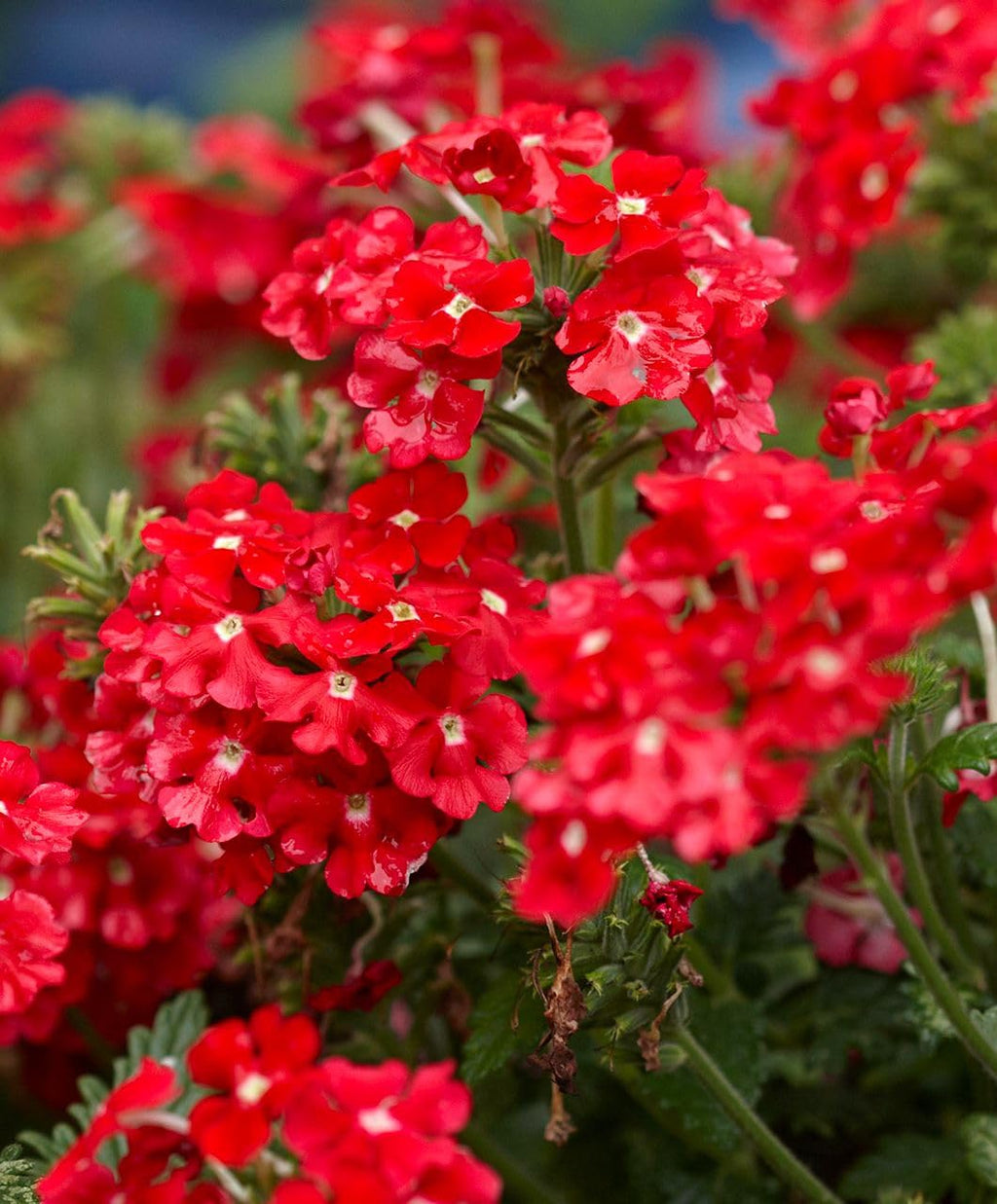 Red Achillea Flower seeds for Planting Colorful Display, Heirloom & GMO Free Seeds for Home Garden vegetable and garden seeds
