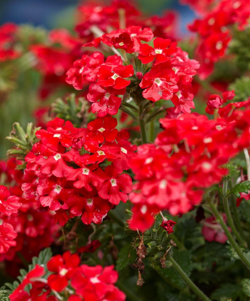 Red Achillea Flower seeds for Planting Colorful Display, Heirloom & GMO Free Seeds for Home Garden vegetable and garden seeds