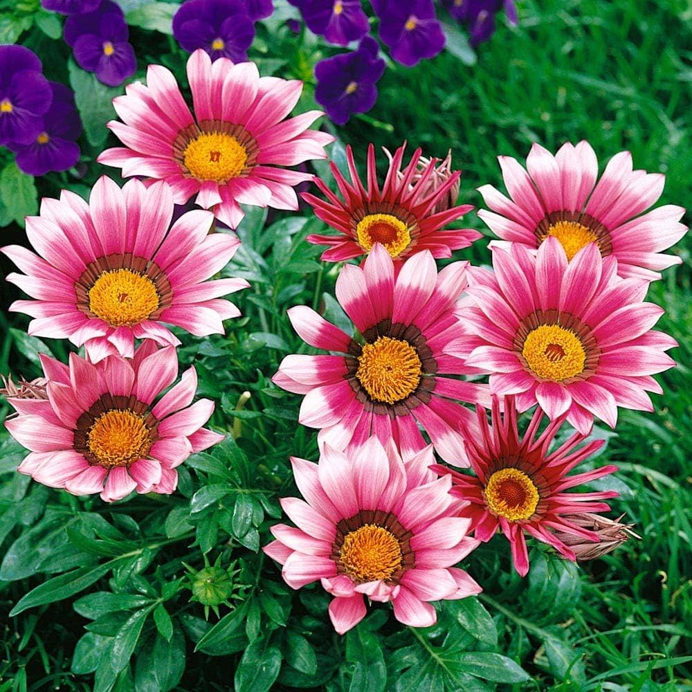 Pink Gazania Rigens Flower seeds for Planting Easy to Grow, Heirloom & GMO Free Seeds for Home Garden vegetable and garden seeds