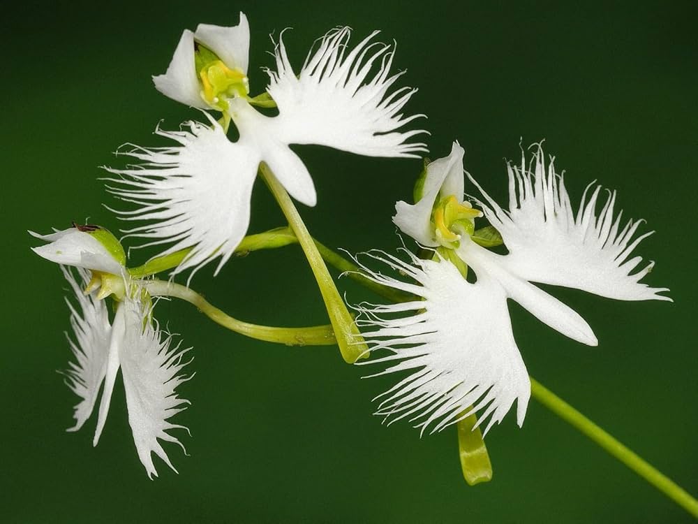 Dove Orchid Flower seeds for Planting Wildflower Mix Heirloom & GMO Free Seeds for Home Garden
