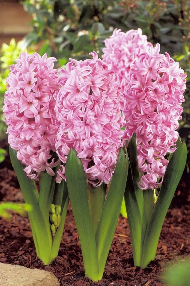 Baby Pink Hyacinth Flower seeds for Planting Shade Tolerant, Heirloom & GMO Free Seeds for Home Garden vegetable and garden seeds