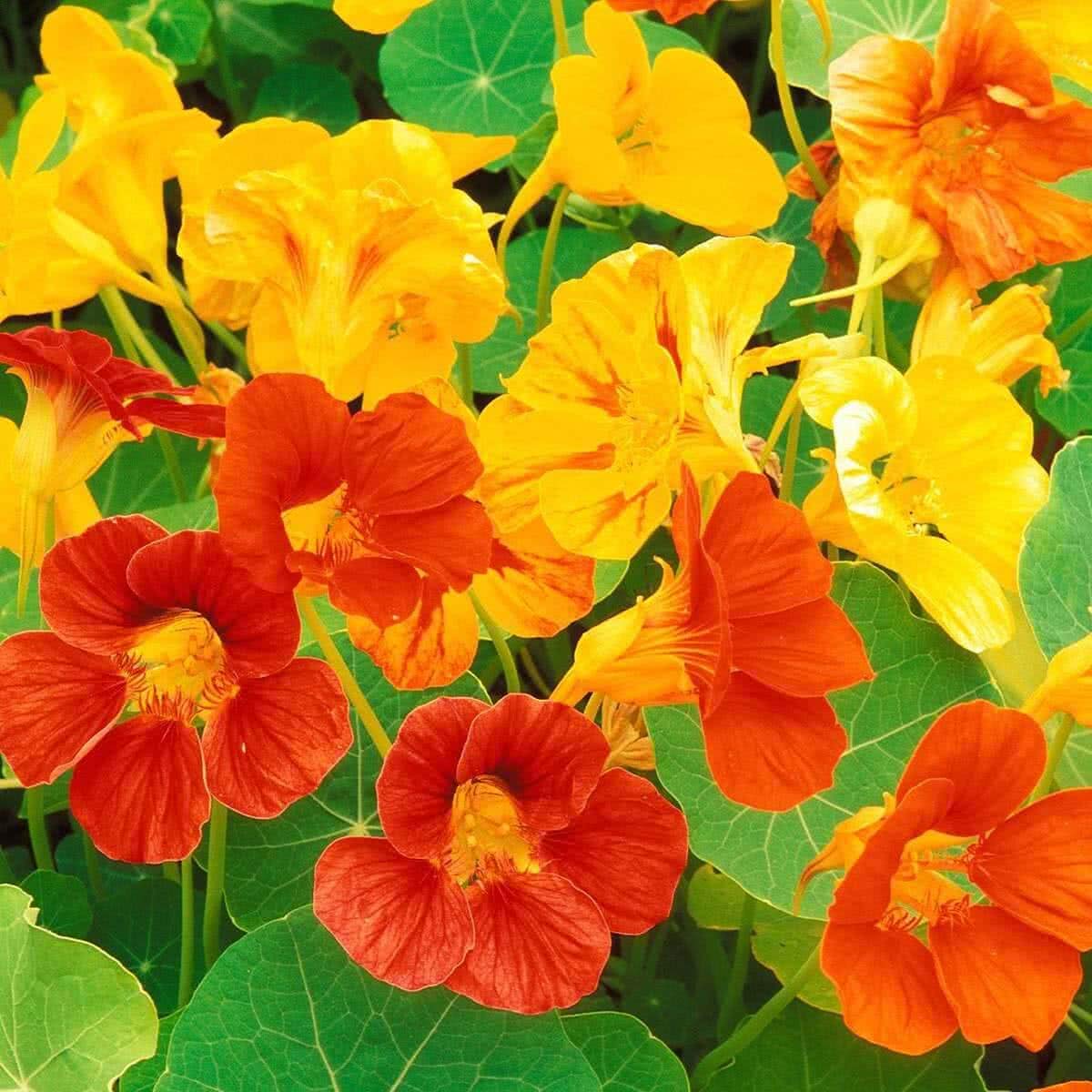 Heirloom Nasturtium Flower seeds for Planting Wildflower Mix Heirloom & GMO Free Seeds for Home Garden