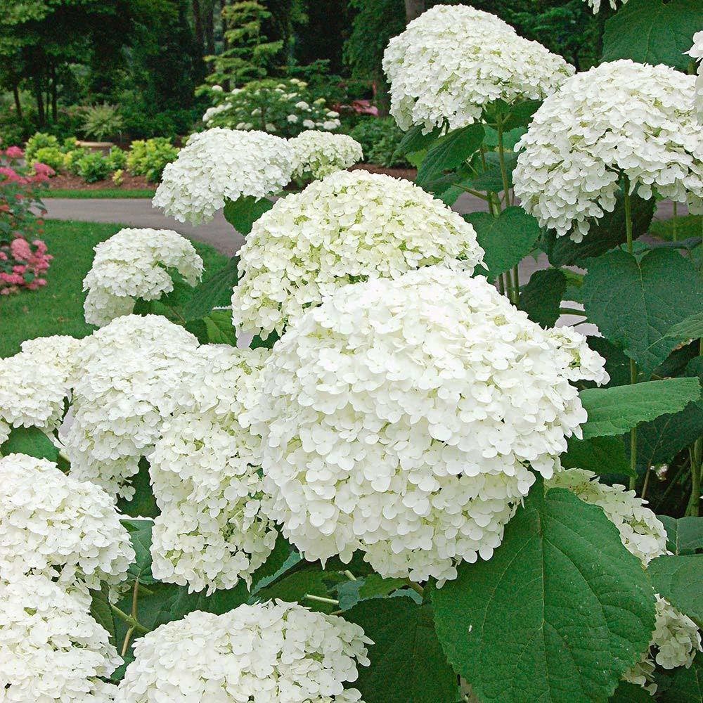 Hydrangea Flower seeds for Planting Premium Quality, Heirloom & GMO Free Seeds for Home Garden seeds for planting