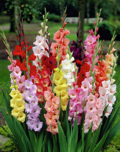 Gladiolus Flower seeds for Planting Cut Flower Favorite Heirloom & GMO Free Seeds for Home Garden