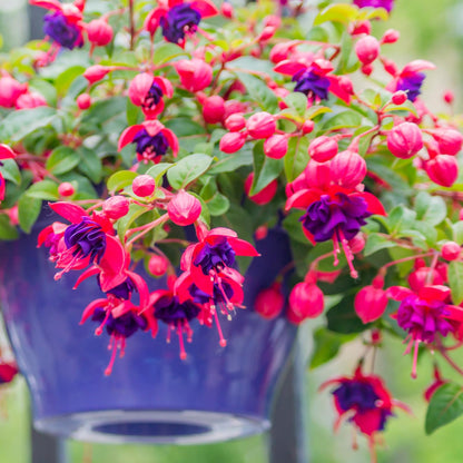 Fuchsia Flower seeds for Planting Low Maintenance Heirloom & GMO Free Seeds for Home Garden