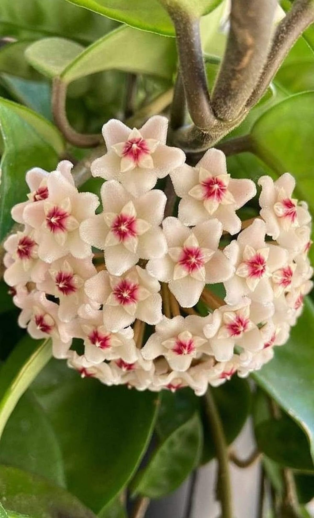 Fresh Hoya Flower seeds for Planting Easy to Grow, Heirloom & GMO Free Seeds for Home Garden vegetable and garden seeds