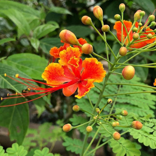 Caesalpinia Pulcherrima Flower seeds for Planting Sun Loving, Heirloom & GMO Free Seeds for Home Garden seeds for planting