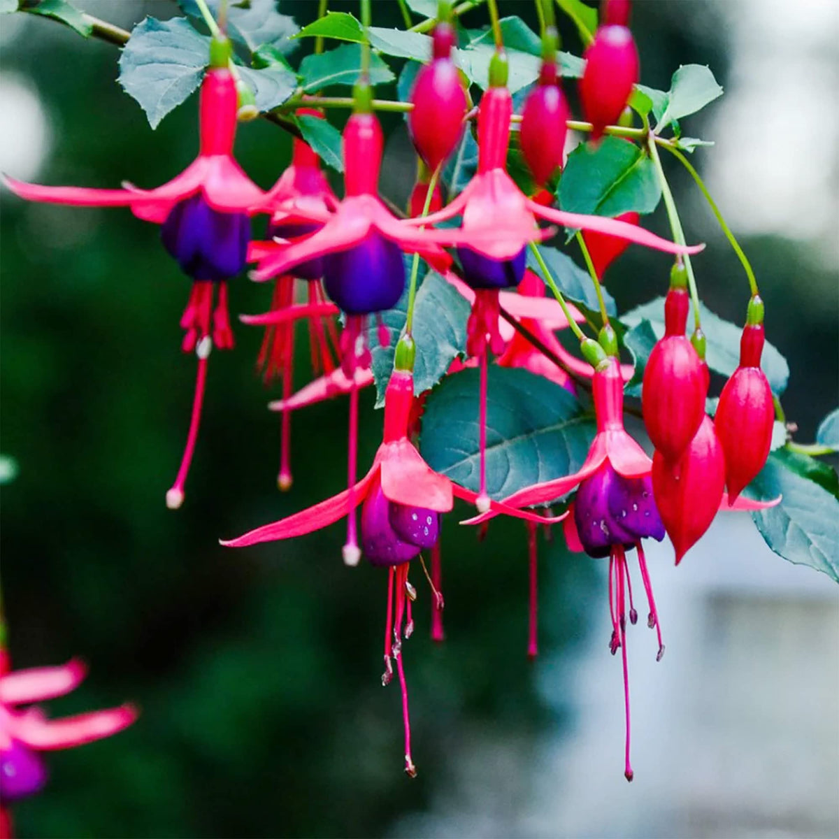 Heirloom Fuchsia Flower seeds for Planting Fragrant Blossoms Heirloom & GMO Free Seeds for Home Garden