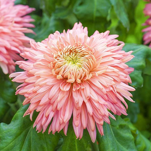 Chrysanthemum Flower seeds for Planting Hardy Variety Heirloom & GMO Free Seeds for Home Garden seeds for planting