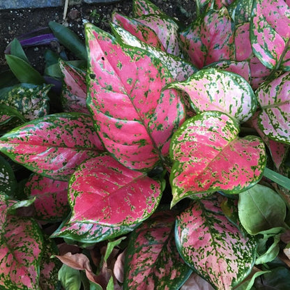Pink Aglaonema Flower seeds for Planting - Easy to Grow, Heirloom & GMO Free Seeds for Home Garden
