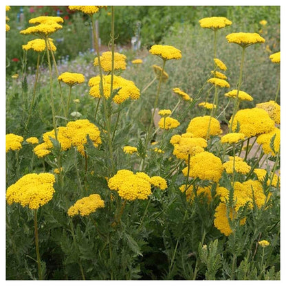Yarrow Flower seeds for Planting Wildflower Mix Heirloom & GMO Free Seeds for Home Garden