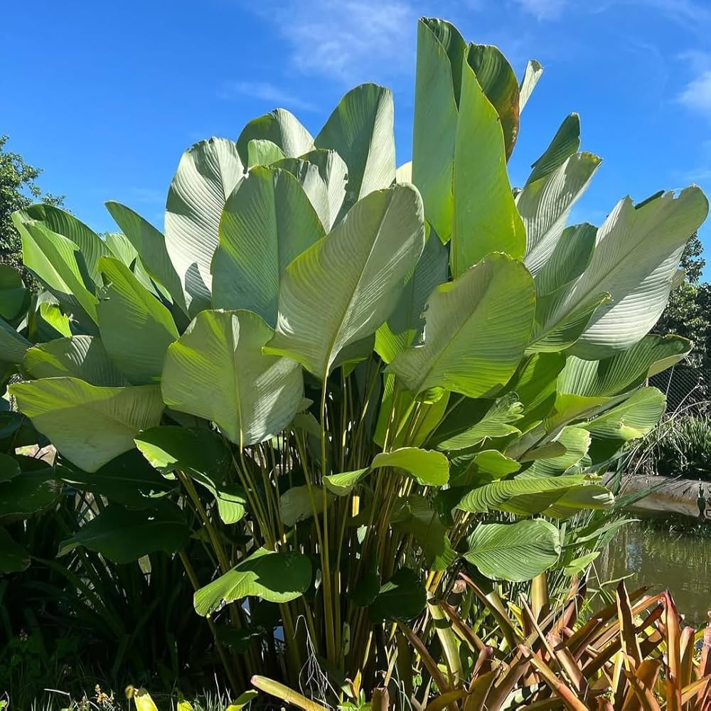 Premium Cream Green Calathea Lutea Flower seeds for Planting Vibrant Colors, Heirloom & GMO Free Seeds for Home Garden seeds